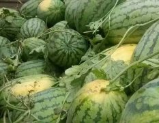 夏邑生产早熟西瓜已有30年历史