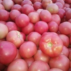 汝州西红柿火爆招商中纸坊郭三涛诚信合作