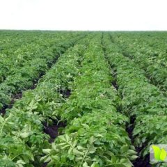 山东惠民荷兰十五土豆火爆招商中