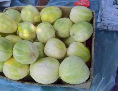 山西忻州是华北最大的甜香瓜种植基地
