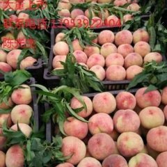 费县蜜桃品质优良大田陈庆贵诚信合作