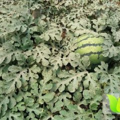 凌海右卫王菲6月京欣西瓜