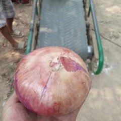 尉氏洋葱已经大量上市，需要的请联系了