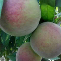 大荔范家邢力强6月红不软毛桃蜜桃