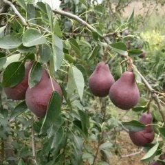 陕西大荔红肖梨假一赔十