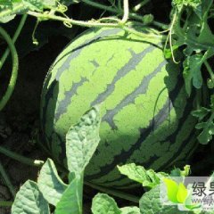 凌海西瓜早买早赚,右卫小伟诚信合作