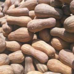 嘉鱼南瓜何去何从,潘家许天喜诚信合作