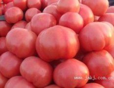 2016中牟西红柿价格最低