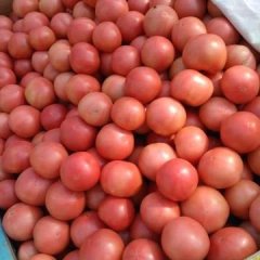 河南中牟硬粉西红柿名扬天下