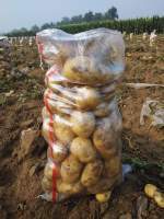 锦州凌海荷兰15土豆上市 常年代收