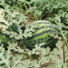 凌海西瓜逐渐升温,右卫东润诚信合作