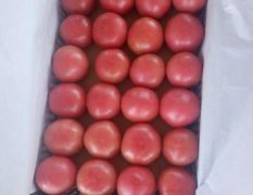 我处硬粉西红柿大量供应