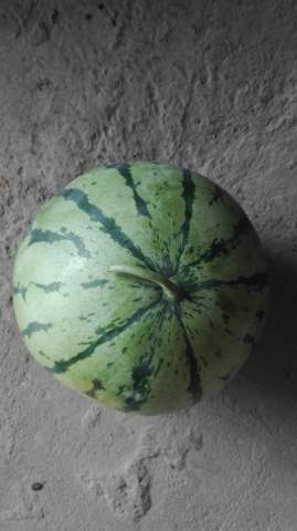 麒麟西瓜价格