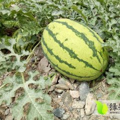 靖远西瓜香甜可口,高湾乔先生诚信合作
