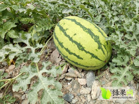 硒砂瓜价格