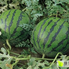 《凌海-西瓜-大量上市》