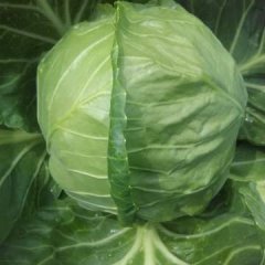 2016围场甘蓝俏销大江南北