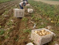 平度仁兆于雷6月荷兰十五土豆