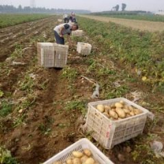 平度仁兆于雷6月荷兰十五土豆