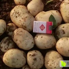 代收葫芦岛、绥中、兴城、土豆。光辉合作社