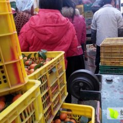 广西市场代销水果 小张果业