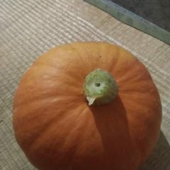 2016玉田南瓜俏销大江南北