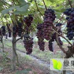 梦江南夏黑葡萄介绍
