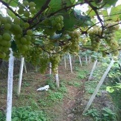 云南弥勒水晶葡萄何去何从