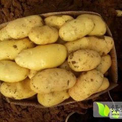 2016夏邑土豆再不来就没机会了！