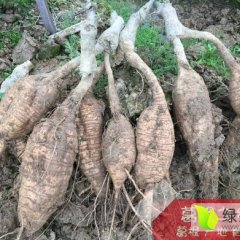 粉葛 葛根广西粉葛之乡 和平粉葛 基地直供