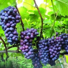 陕西西安巨峰葡萄随行就市
