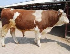 山西忻府西门塔尔牛肉牛是名优特产