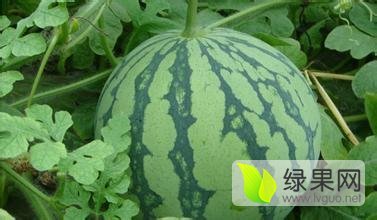 辽宁凌海京欣西瓜火爆招商中