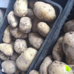 藁城常安王凯6月荷兰七号土豆