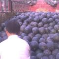 陕西大荔黑皮无籽西瓜著名品牌