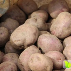 宜城土豆产销两旺,李街刘经理诚信合作