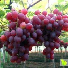 山东潍坊大棚早熟葡萄产地