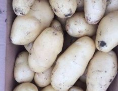 平度沙梁朱明坤6月荷兰十五土豆