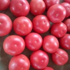 2016宁城西红柿走过路过不要错过