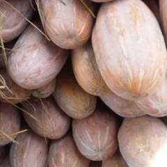 君山建新袁帅6月兴蔬大果南瓜