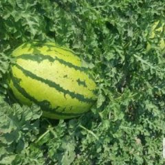 甘肃省白银市靖远县高湾乡西瓜上市了