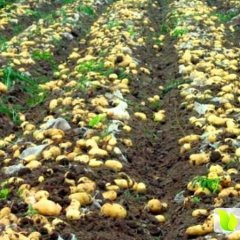 莱西庄头老李6月荷兰十五土豆