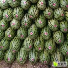 甘肃会宁金花，丰抗西瓜上货量大