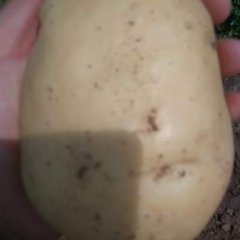 凌海土豆早买早赚,新庄李志超诚信合作