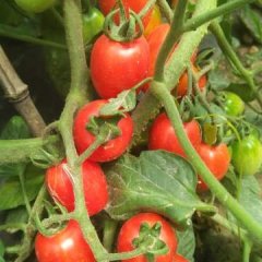 2016大名圣女果今年价格有看点