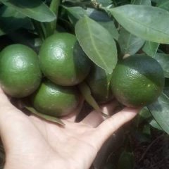 广西龙州柑橘曰南一号大量上市