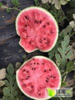 凌海西瓜名优产品右卫李晓明诚信合作