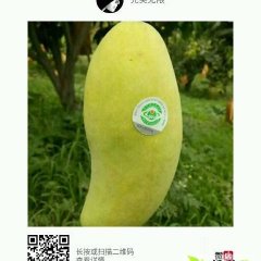 四川东区凯特芒芒果早买早赚