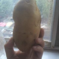 灵寿土豆聚焦市场北洼崔先生诚信合作