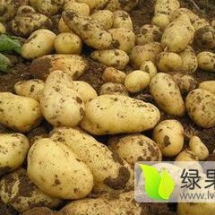 辽宁锦州荷兰十五土豆著名品牌